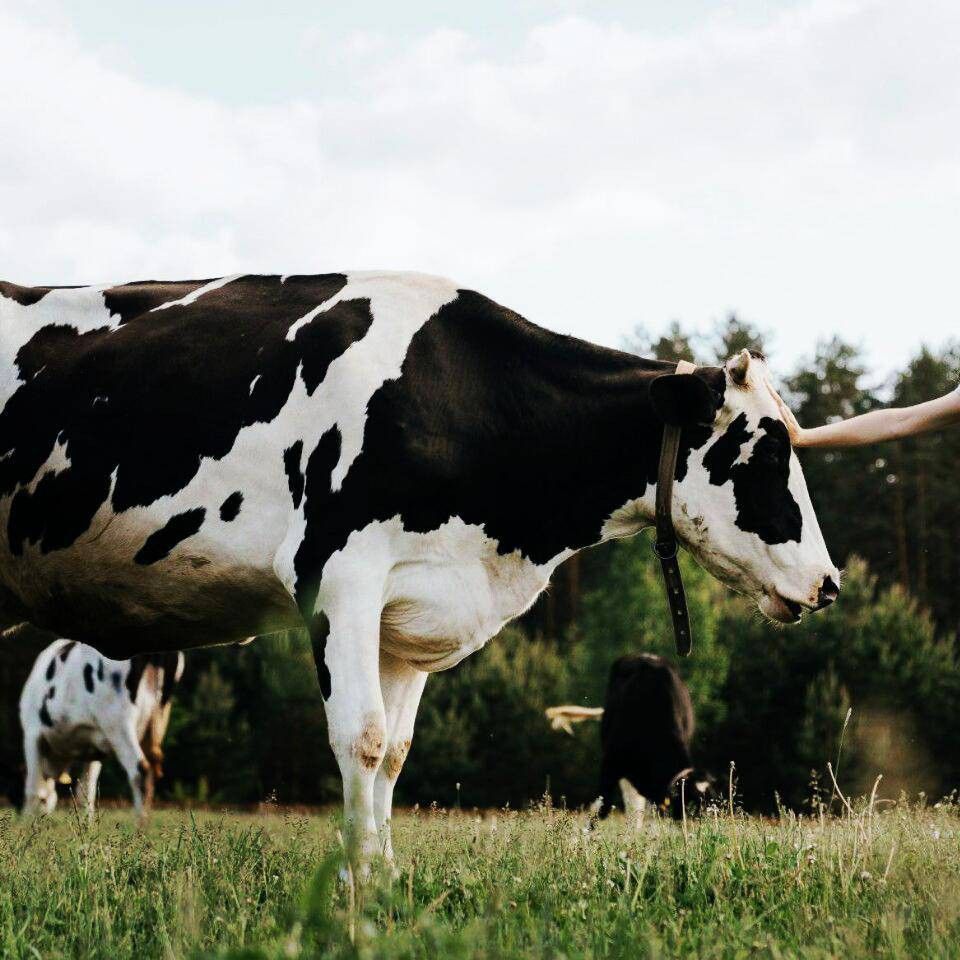 Friesian In-Calf Heifer