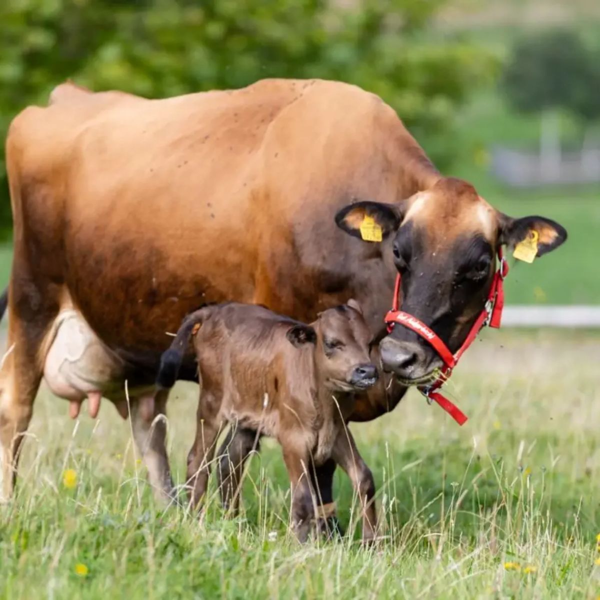 Friesian Lactating Cow