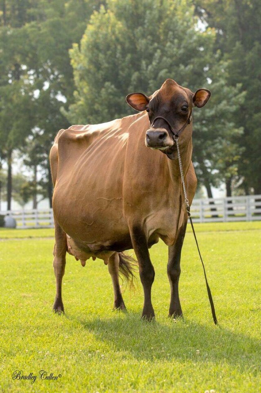 Ayrshire Pedigree Bull
