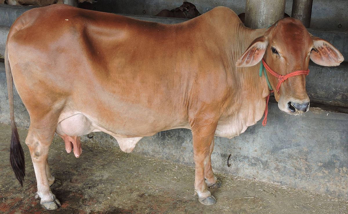 Sahiwal Cross Heifer