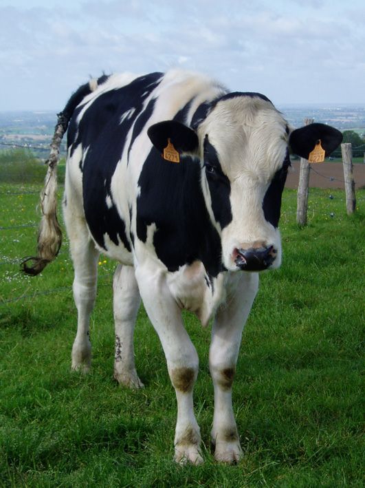 Jersey In-Calf Heifer