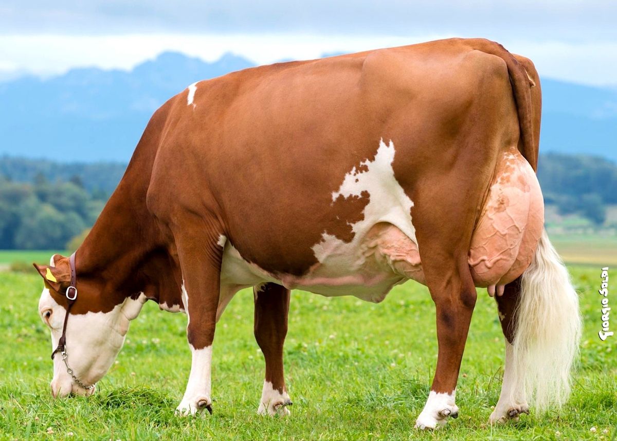 Fleckvieh Dairy Cow