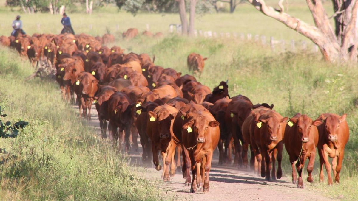 Sahiwal Cow (4-21 Months)