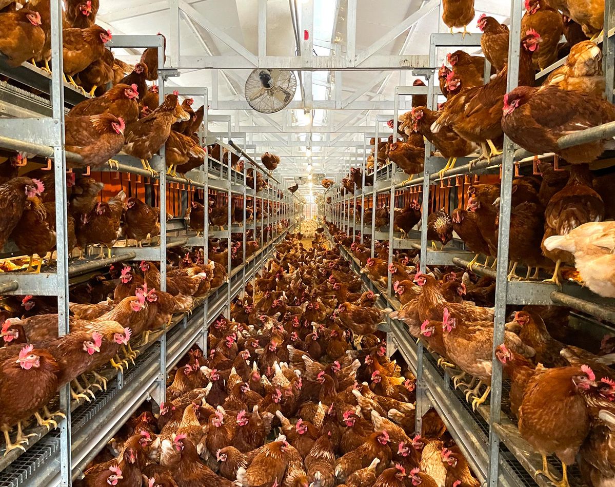 Commercial Layer Hens (Vaccinated)