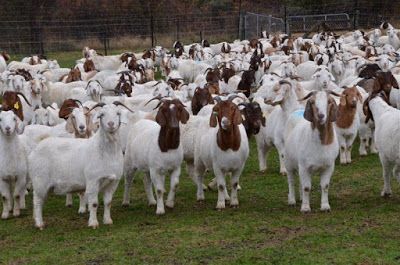 Full Blood Boer Goat Doe