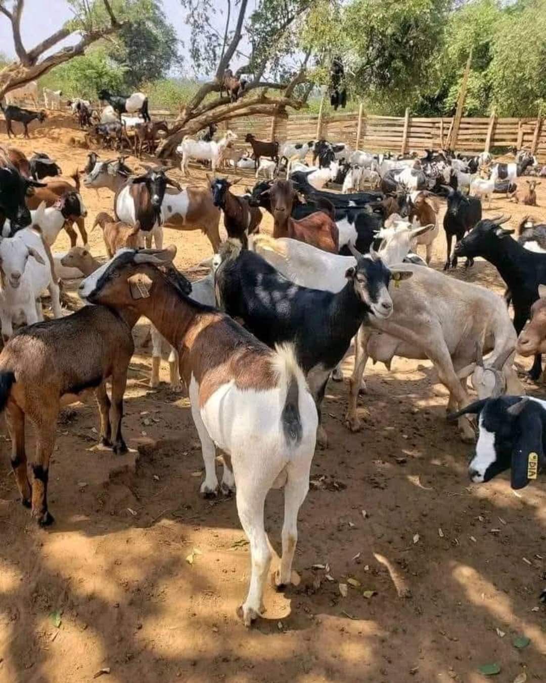 Pure Galla Goats
