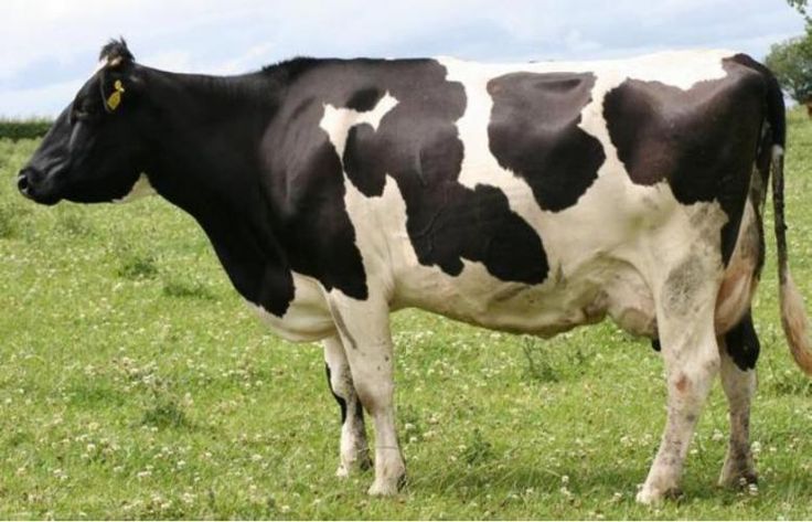 Friesian Pedigree Cow (Mature)