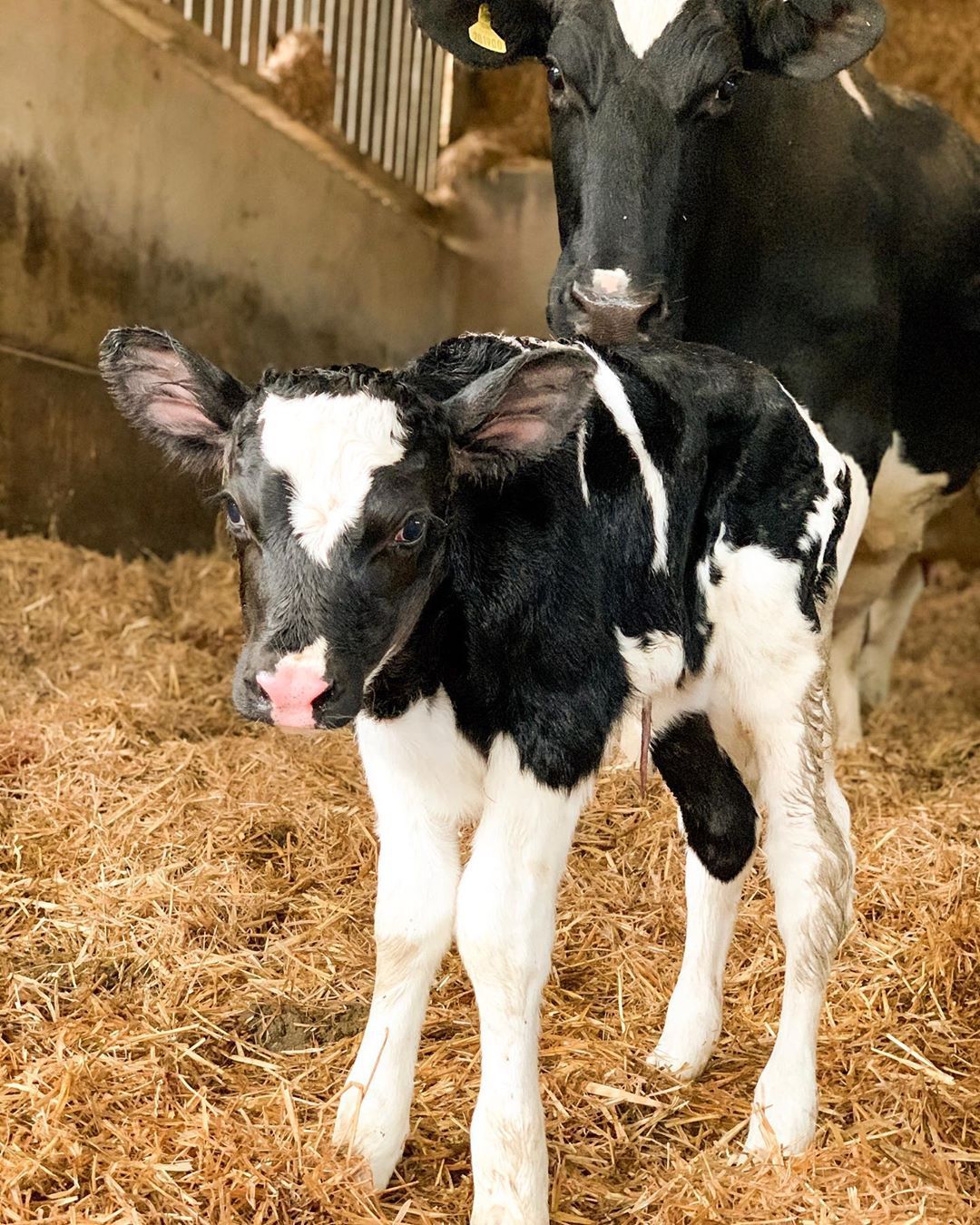 Heifer (6 months) Pedigree Line