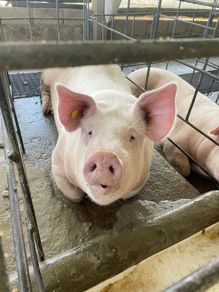 Large White Pig Weaner