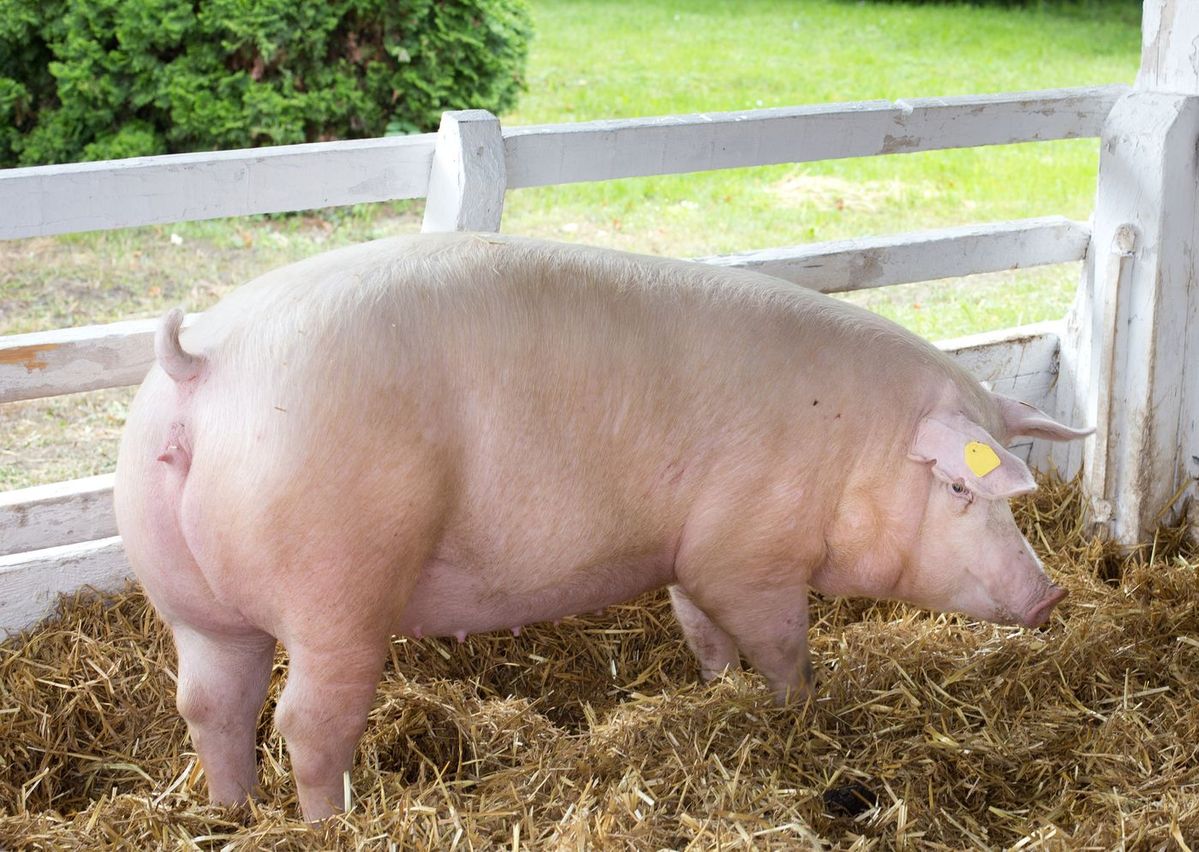 Landrace Sow (Breeding)