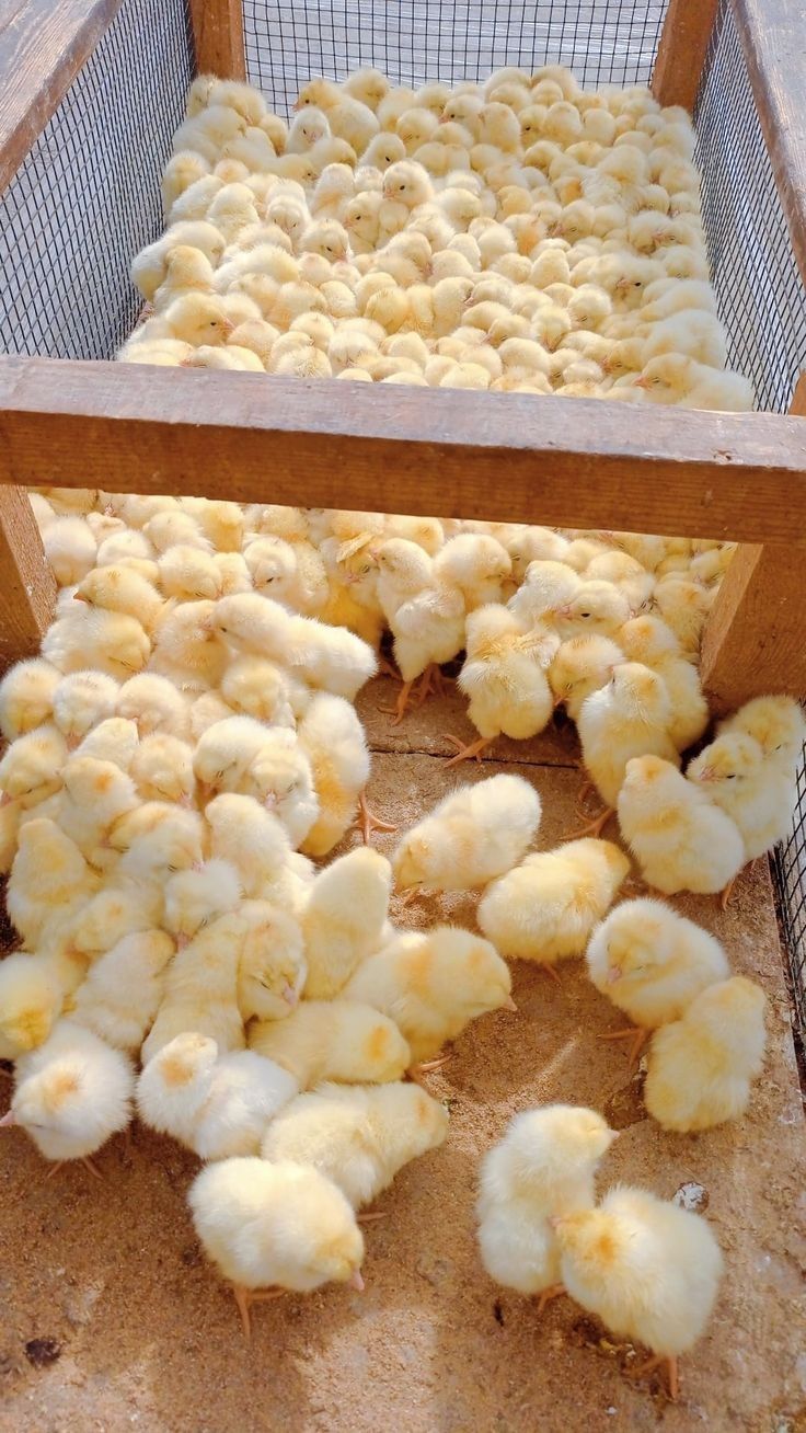 Broiler Chick Day Old