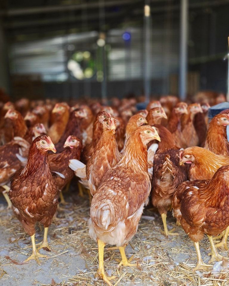 Layer Pullet 16 Weeks