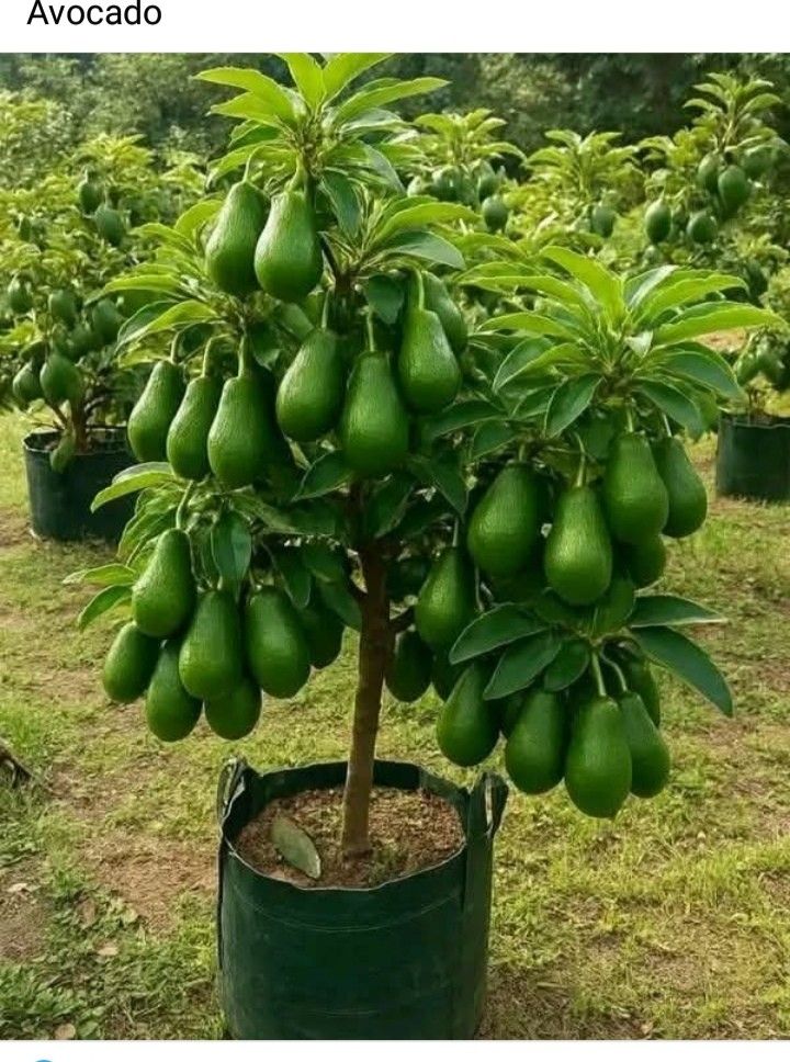 Hass Avocado Seedling